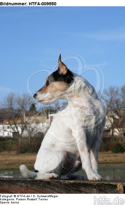 sitzender Parson Russell Terrier / sitting PRT / HTFA-009550