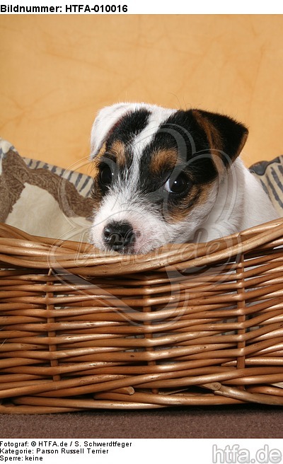 Parson Russell Terrier Welpe Portrait / PRT puppy portrait / HTFA-010016