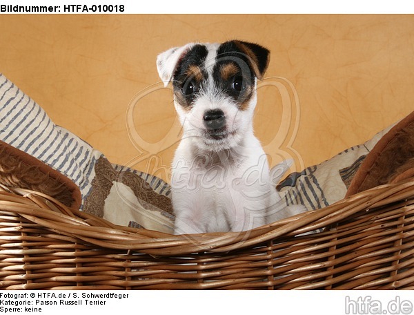 sitzender Parson Russell Terrier Welpe / sitting PRT puppy / HTFA-010018