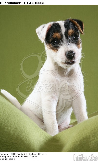 sitzender Parson Russell Terrier Welpe / sitting PRT puppy / HTFA-010063