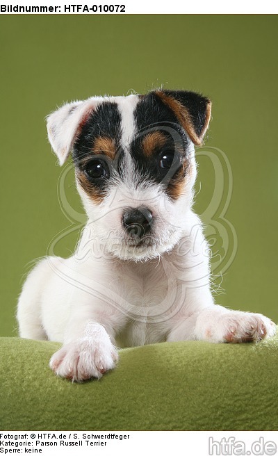 liegender Parson Russell Terrier Welpe / lying PRT puppy / HTFA-010072