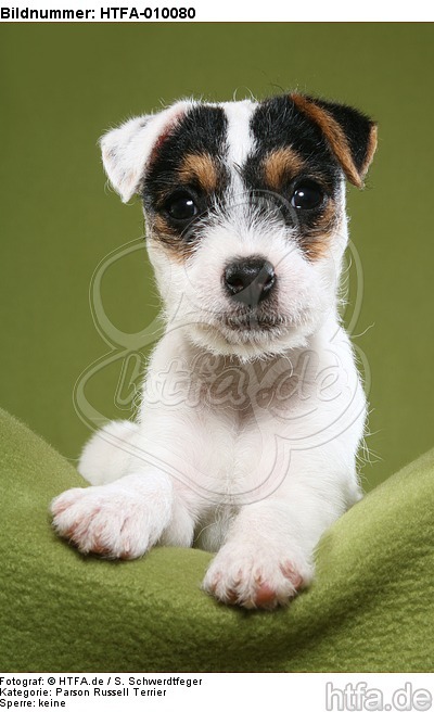 liegender Parson Russell Terrier Welpe / lying PRT puppy / HTFA-010080