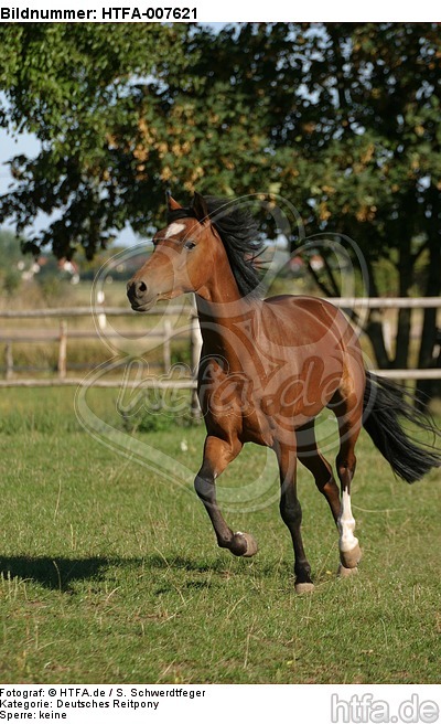 Deutsches Reitpony / pony / HTFA-007621