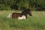 Shetland Pony