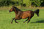 galoppierendes Warmblut / galloping warmblood