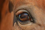 Sachsen Anhaltiner Warmblut Auge / horse eye