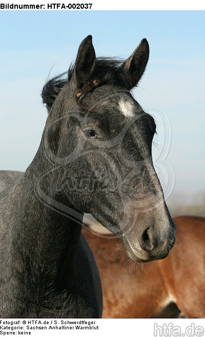 Sachsen Anhaltiner Warmblut / horse / HTFA-002037