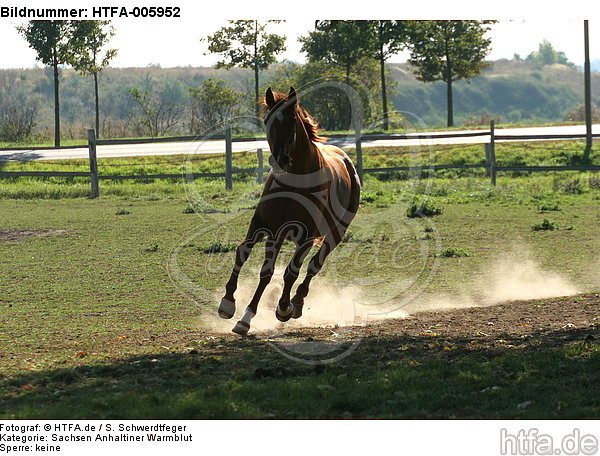 Sachsen Anhaltiner Warmblut / horse / HTFA-005952