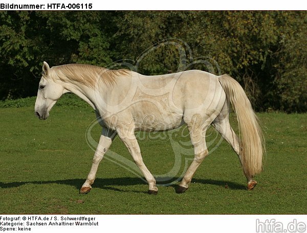 Sachsen Anhaltiner Warmblut / horse / HTFA-006115