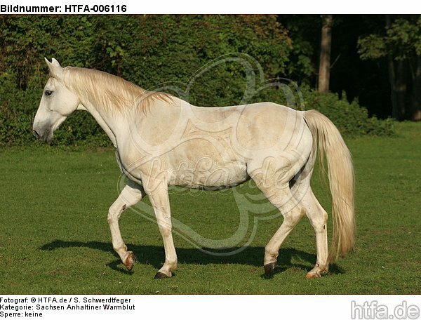 Sachsen Anhaltiner Warmblut / horse / HTFA-006116