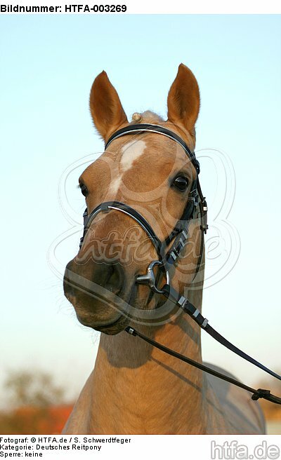 Deutscher Reitpony Hengst / pony stallion / HTFA-003269