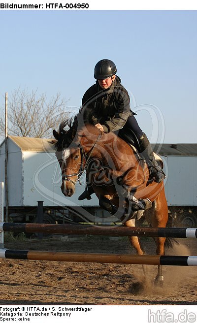 Deutsches Reitpony / pony / HTFA-004950