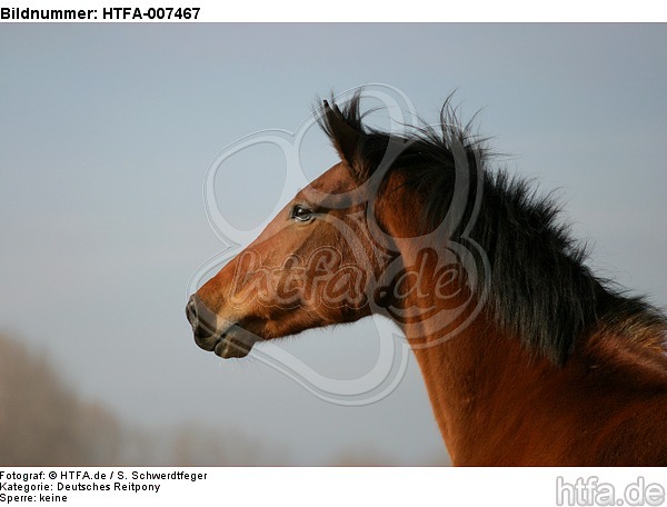 Deutsches Reitpony / pony / HTFA-007467