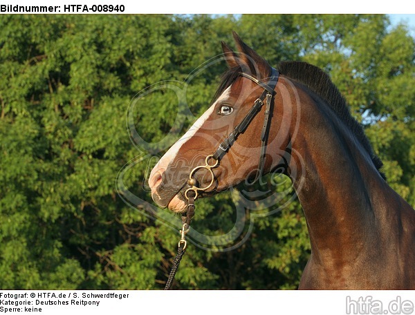 Deutsches Reitpony Portrait / pony portrait / HTFA-008940