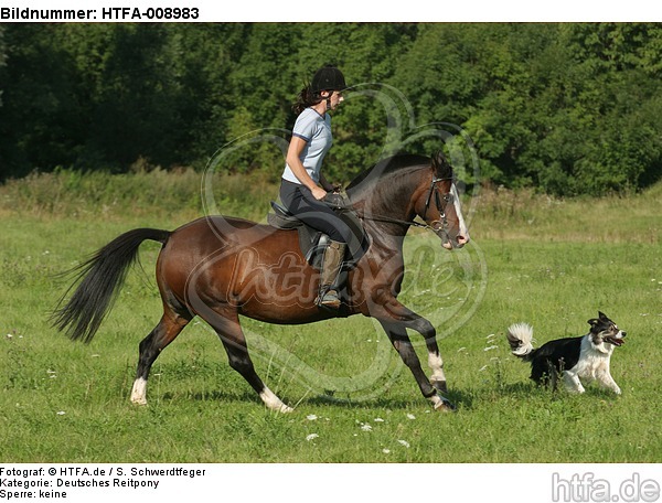 Frau mit Deutschem Reitpony auf einem Ausritt begleitet von Border Collie / woman rides pony accompanied by a border collie / HTFA-008983