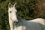 Sachsen Anhaltiner Warmblut / horse