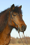 Isländer / icelandic horse