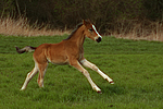 Deutsches Reitpony / pony