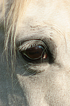 Deutsches Reitpony Auge / pony eye