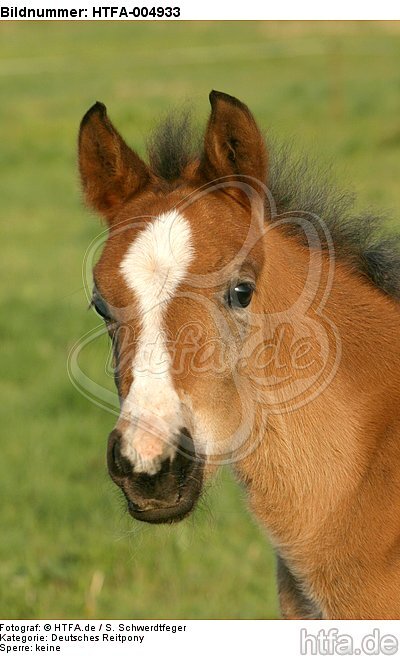 Deutsches Reitpony / pony / HTFA-004933