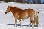 Haflinger / haflinger horses