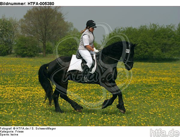 Friese / frisian horse / HTFA-005380