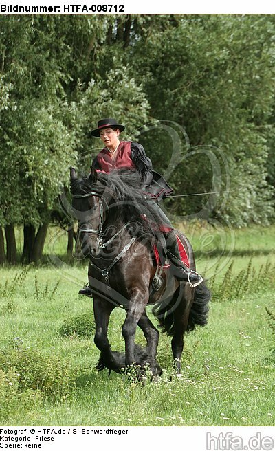 Frau reitet Friese / woman rides friesian horse / HTFA-008712