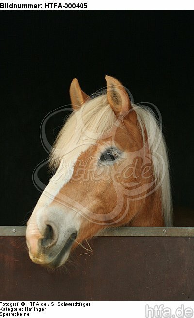 Haflinger Portrait / haflinger horse portrait / HTFA-000405