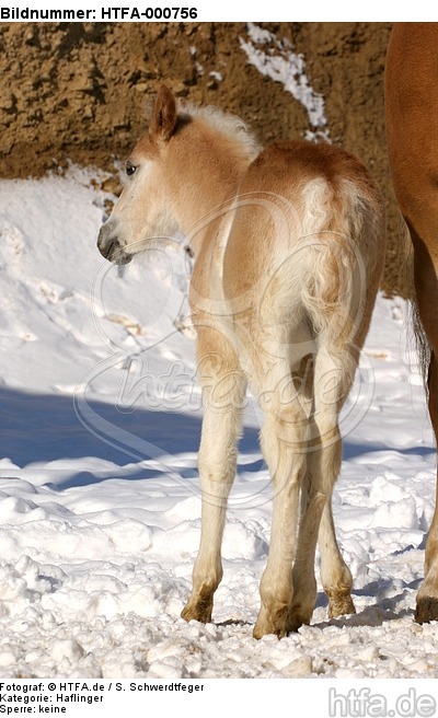 Haflinger Fohlen / haflinger horse foal / HTFA-000756