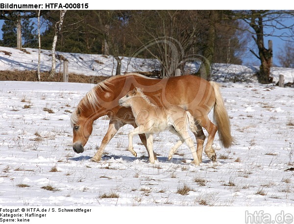 Haflinger / haflinger horse / HTFA-000815