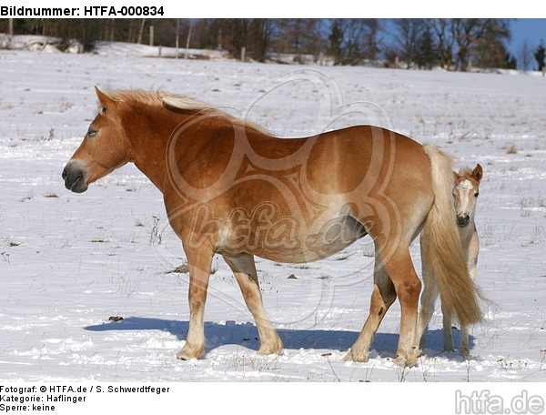 Haflinger / haflinger horses / HTFA-000834