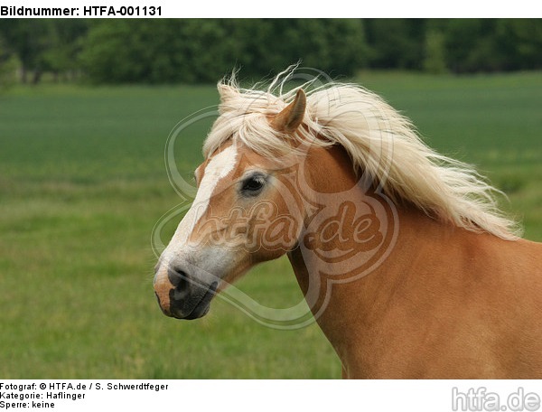 Haflinger Portrait / haflinger horse portrait / HTFA-001131