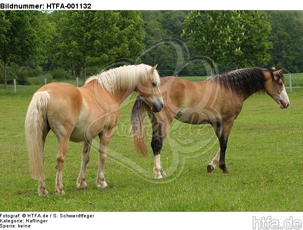 Haflinger und Deutsches Reitpony / haflinger horse and pony / HTFA-001132