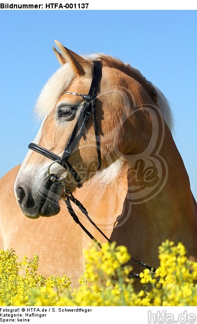 Haflinger Portrait / haflinger horse portrait / HTFA-001137