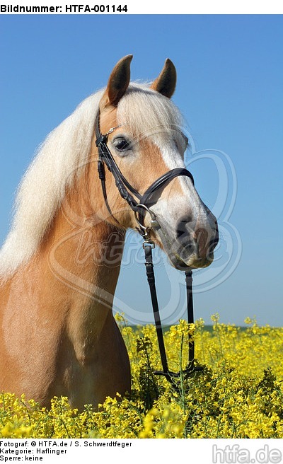 Haflinger Portrait / haflinger horse portrait / HTFA-001144