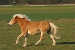 galoppierender Haflinger / galloping haflinger horse