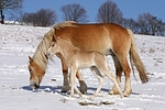 Haflinger / haflinger horses