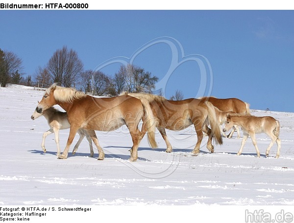 Haflinger / haflinger horses / HTFA-000800