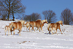 trabende Haflinger / trotting haflinger horses