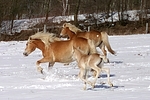 trabende Haflinger / trotting haflinger horses