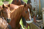 Deutsche Reitpony Hengste / pony stallions