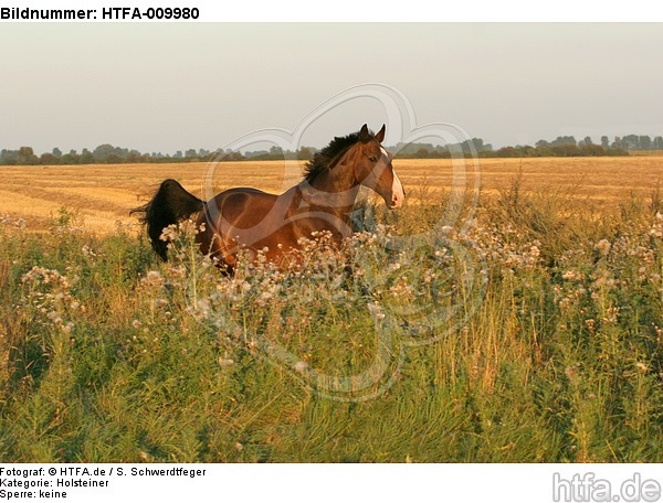 galoppierender Holsteiner / galloping Holsteiner / HTFA-009980