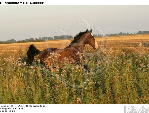 galoppierender Holsteiner / galloping Holsteiner / HTFA-009981