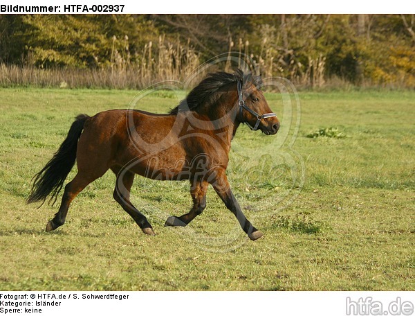 Isländer / icelandic horse / HTFA-002937