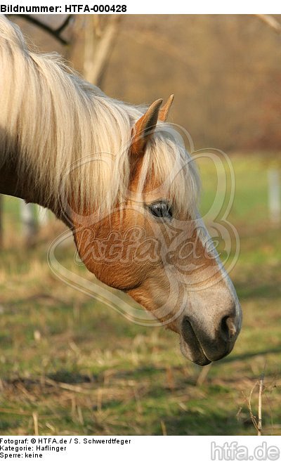 Haflinger Portrait / haflinger horse portrait / HTFA-000428
