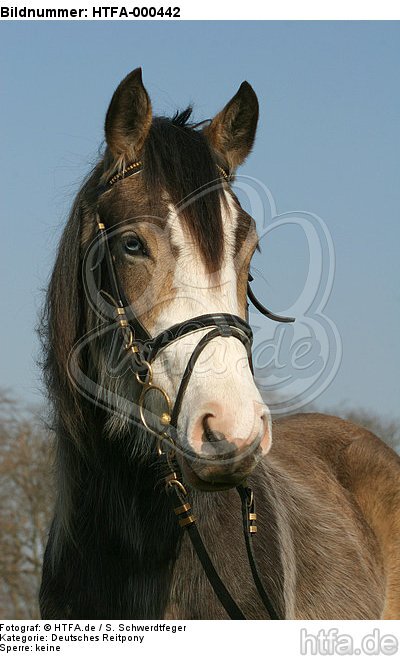 Deutsches Reitpony Portrait / pony portrait / HTFA-000442