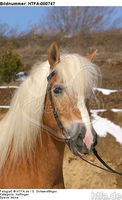 Haflinger Portrait / haflinger horse portrait / HTFA-000747