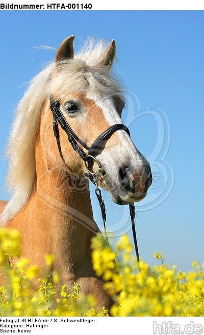 Haflinger Portrait / haflinger horse portrait / HTFA-001140