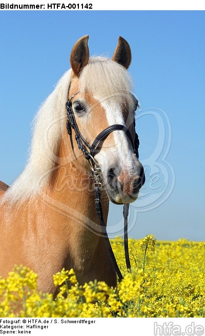 Haflinger Portrait / haflinger horse portrait / HTFA-001142