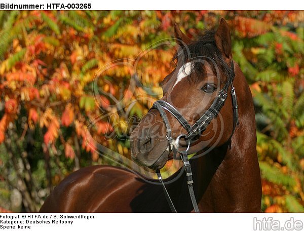 Deutscher Reitpony Hengst / pony stallion / HTFA-003265